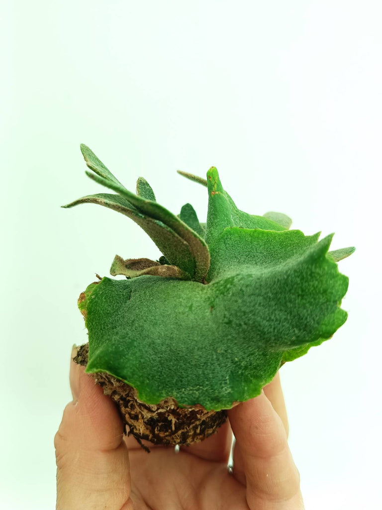 Platycerium willinckii Jade girl