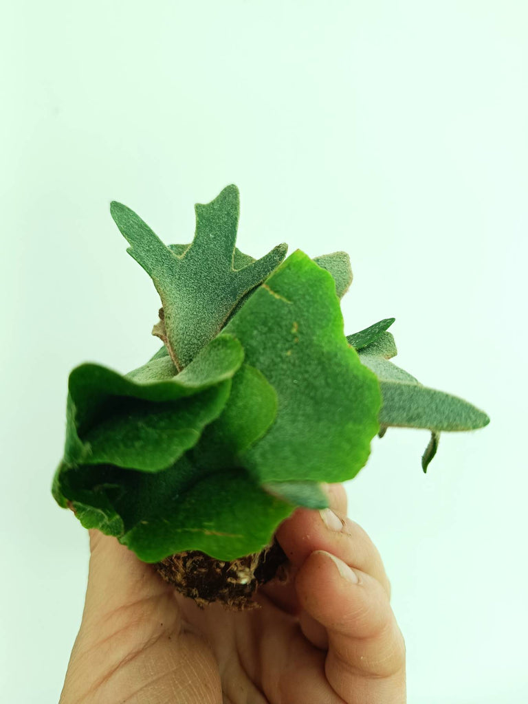 Platycerium willinckii Jade girl