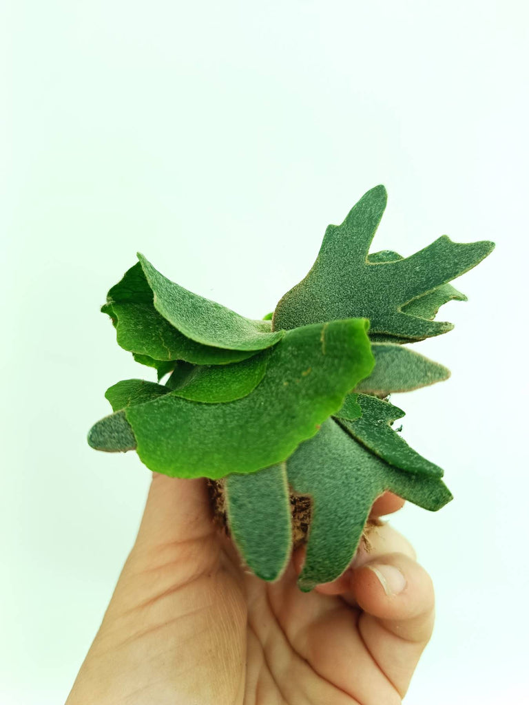 Platycerium willinckii Jade girl