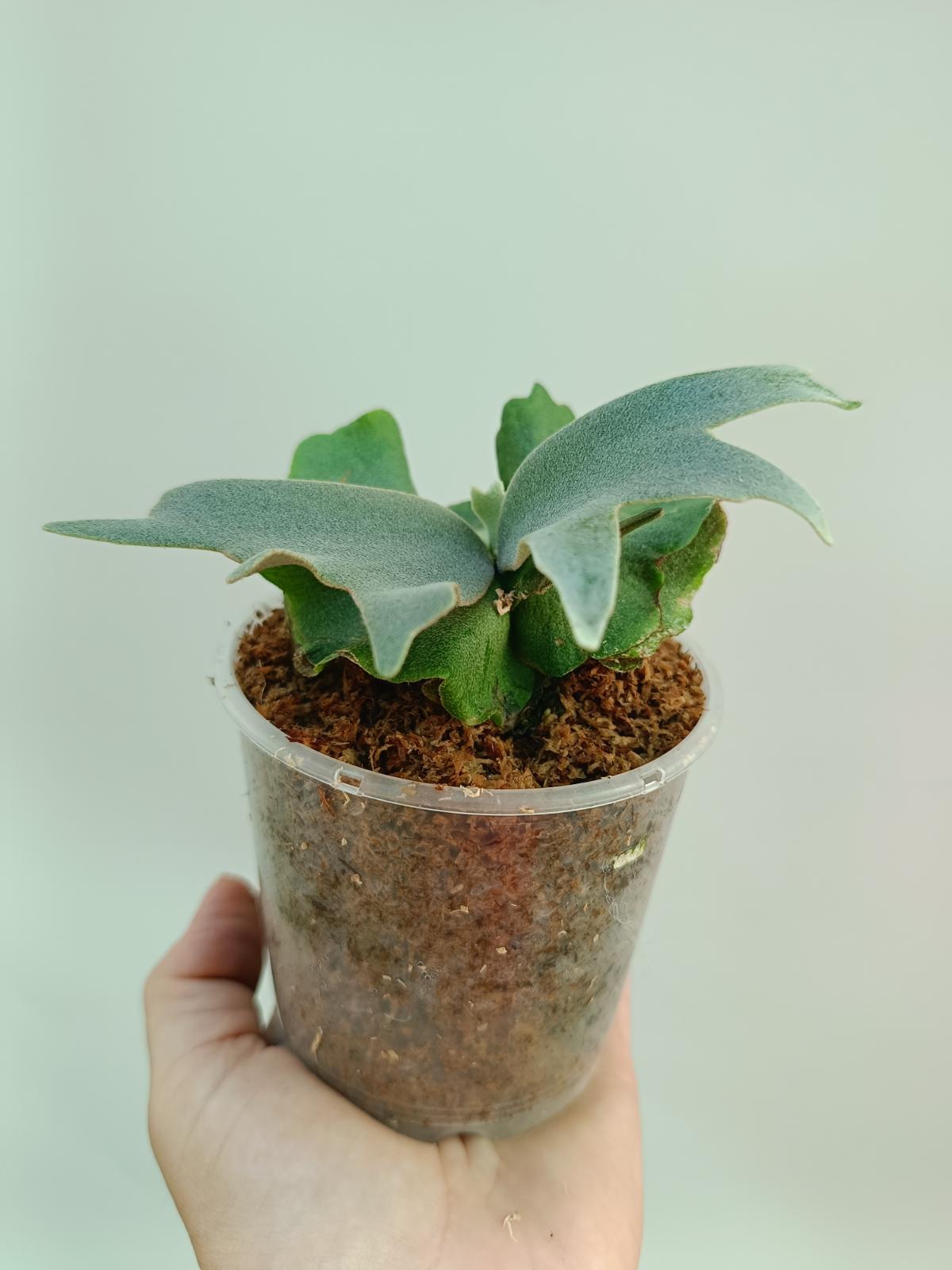 fuzzy jade plant Platycerium Willinckii 'Jade girl'