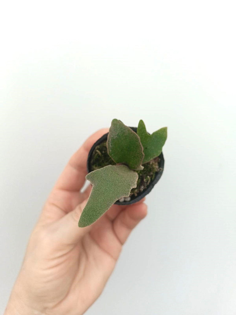 Platycerium willinckii 'Jade girl'