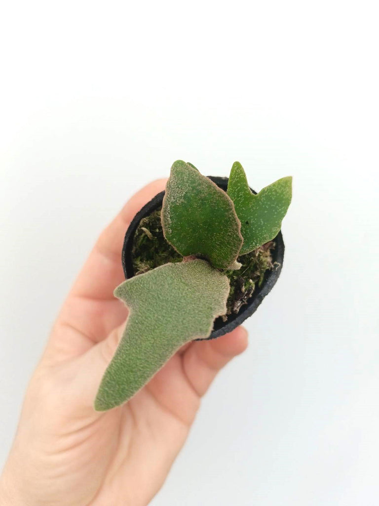 Platycerium willinckii 'Jade girl'