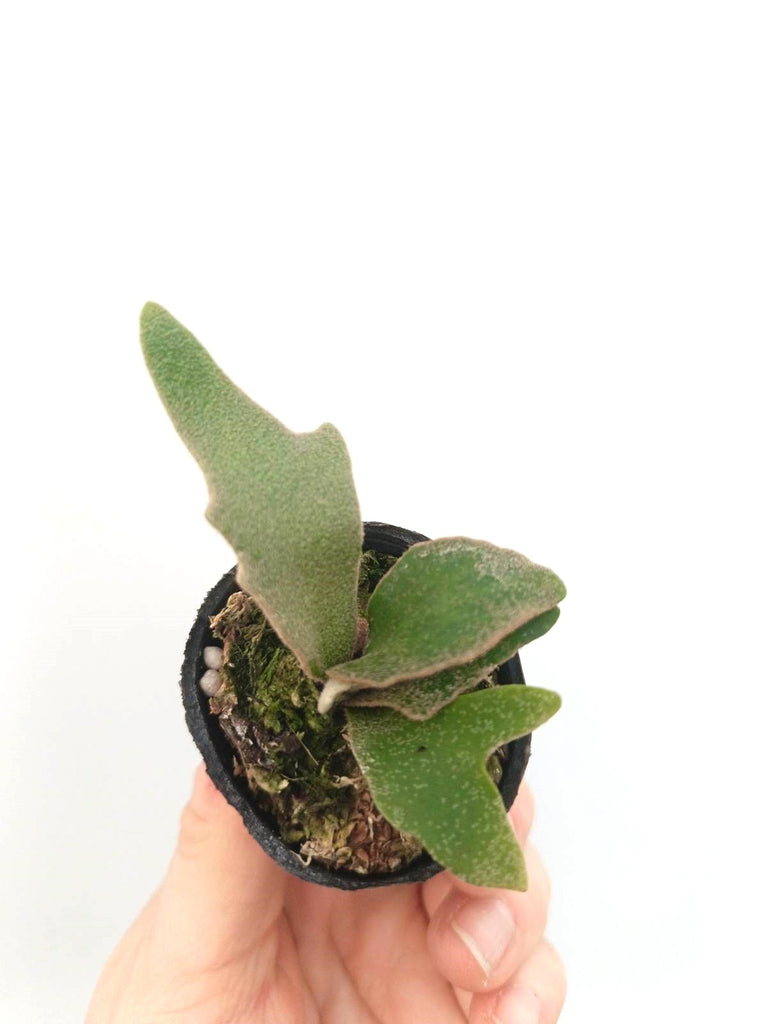 Platycerium willinckii 'Jade girl'