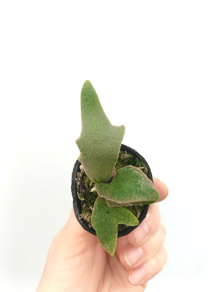 Platycerium willinckii 'Jade girl'