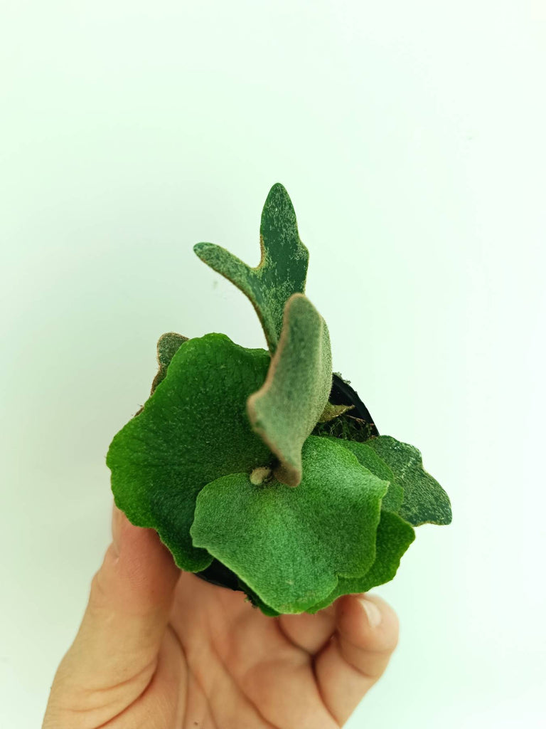 Platycerium willinckii OMG