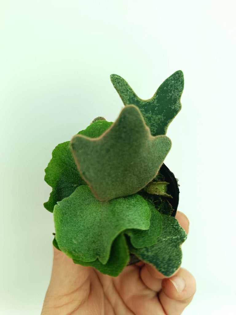 Platycerium willinckii OMG