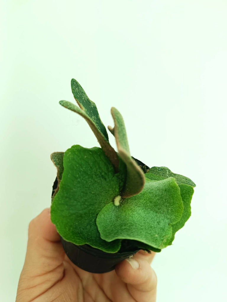 Platycerium willinckii OMG