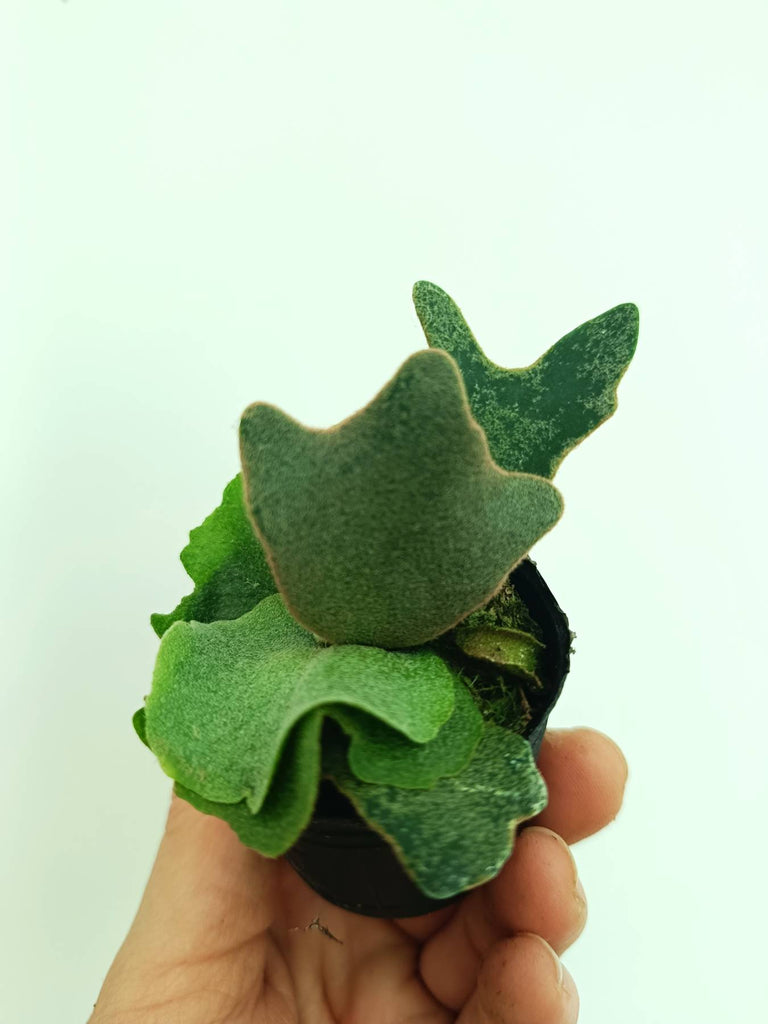 Platycerium willinckii OMG