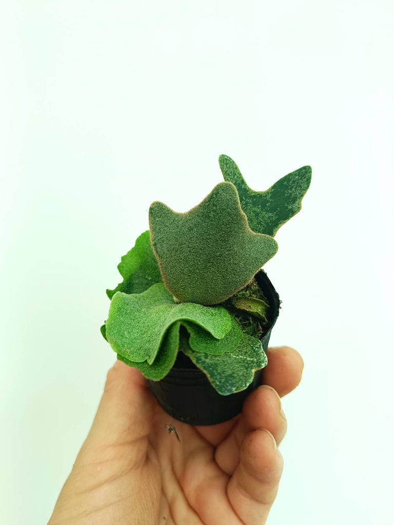 Platycerium willinckii OMG