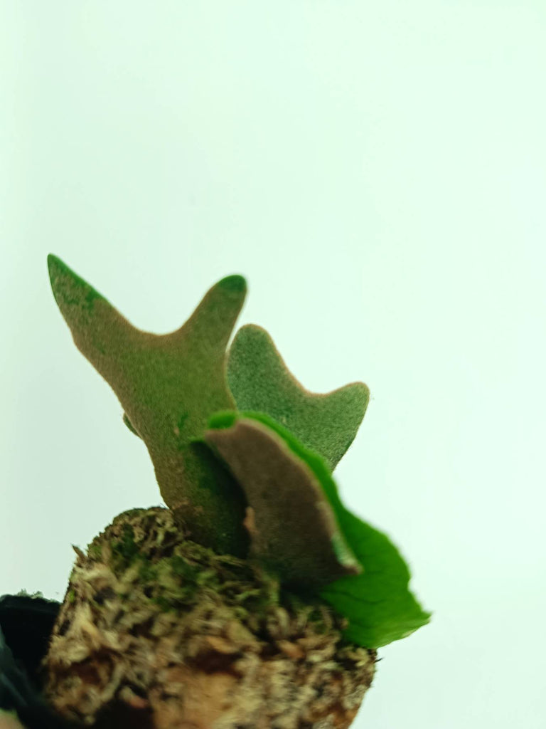 Platycerium willinckii OMG