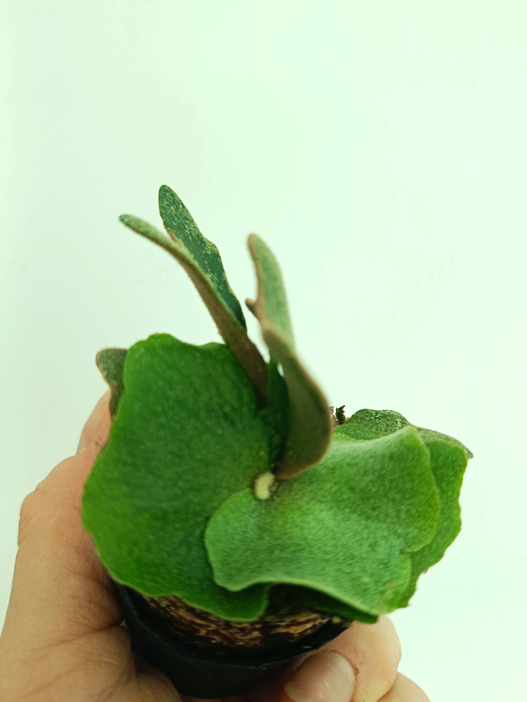 Platycerium willinckii OMG