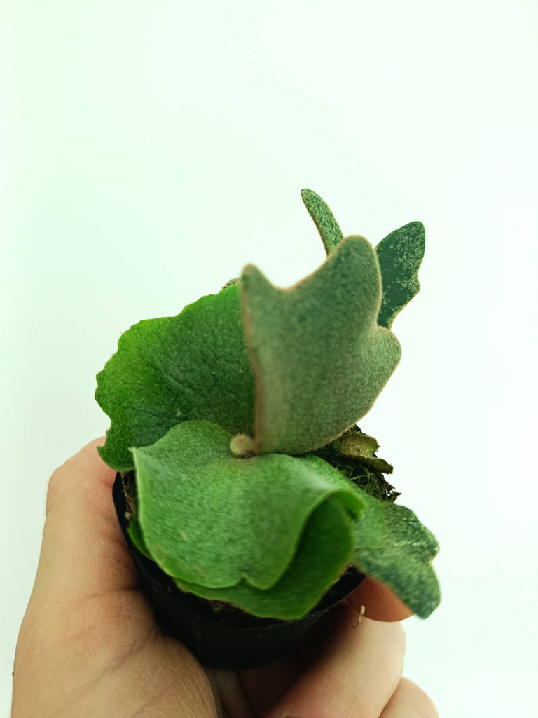 Platycerium willinckii OMG