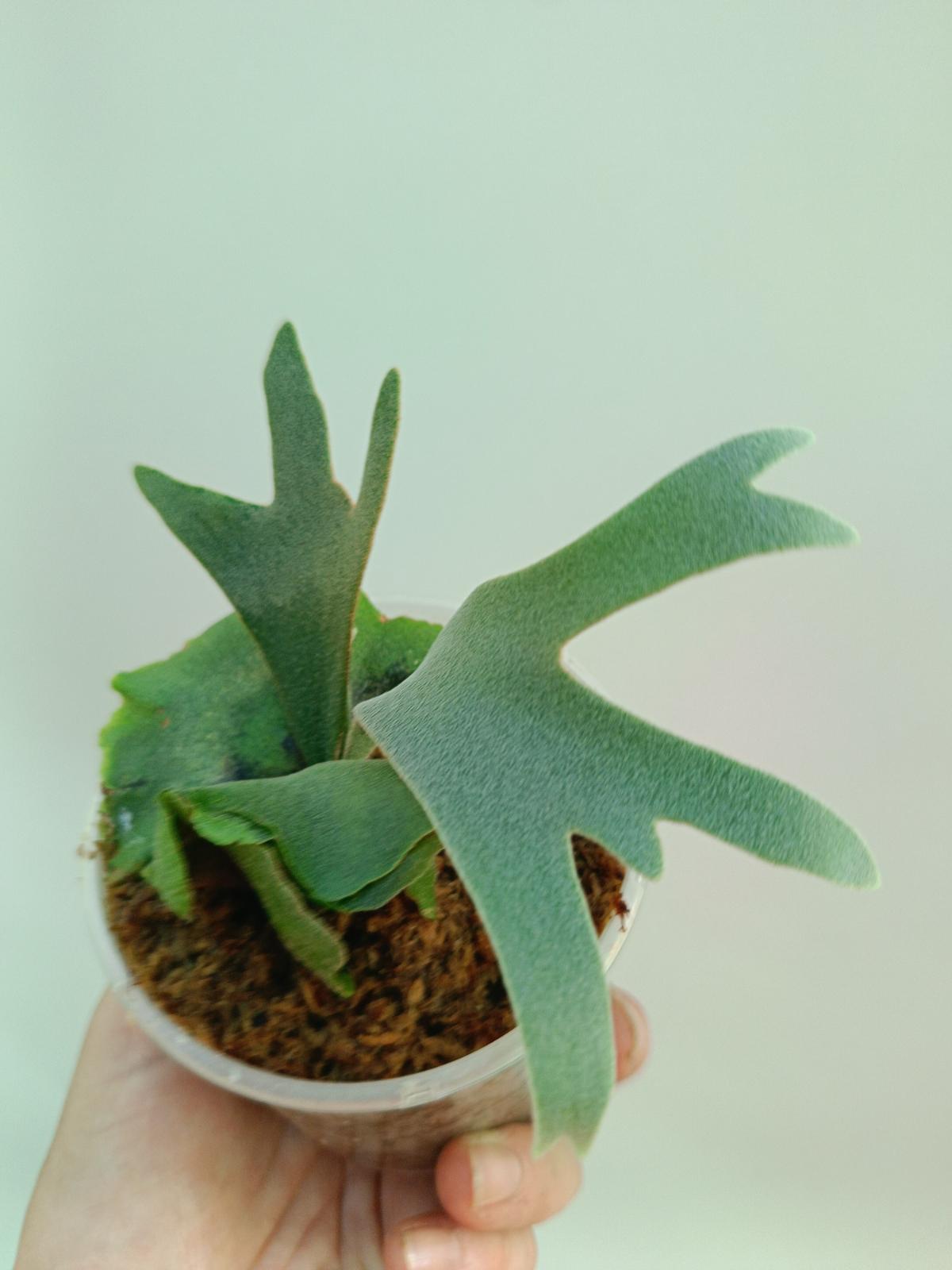 Platycerium Willinckii 'OMG' | Welovetropicalplants