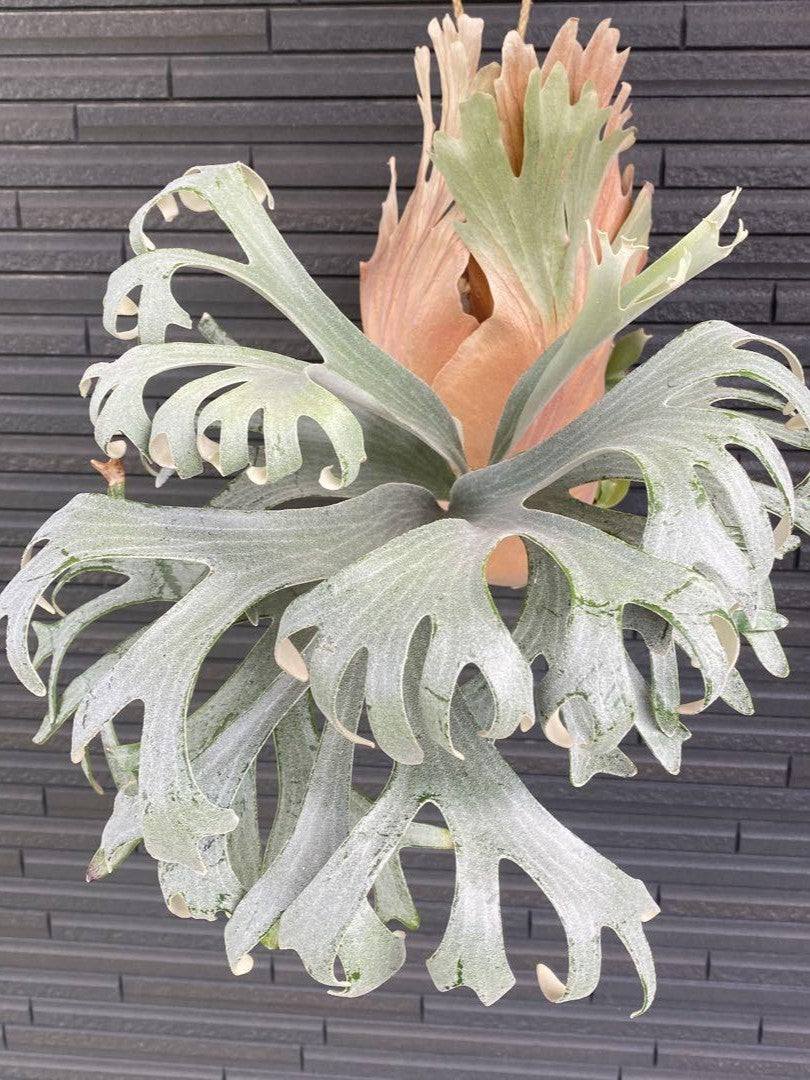 Platycerium Banna #A