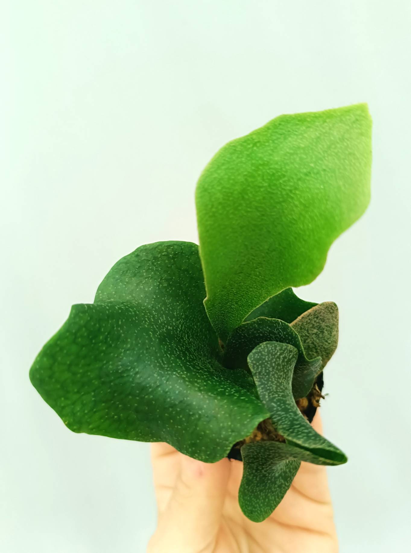 Platycerium FSQ &#39;White Windmill&#39;