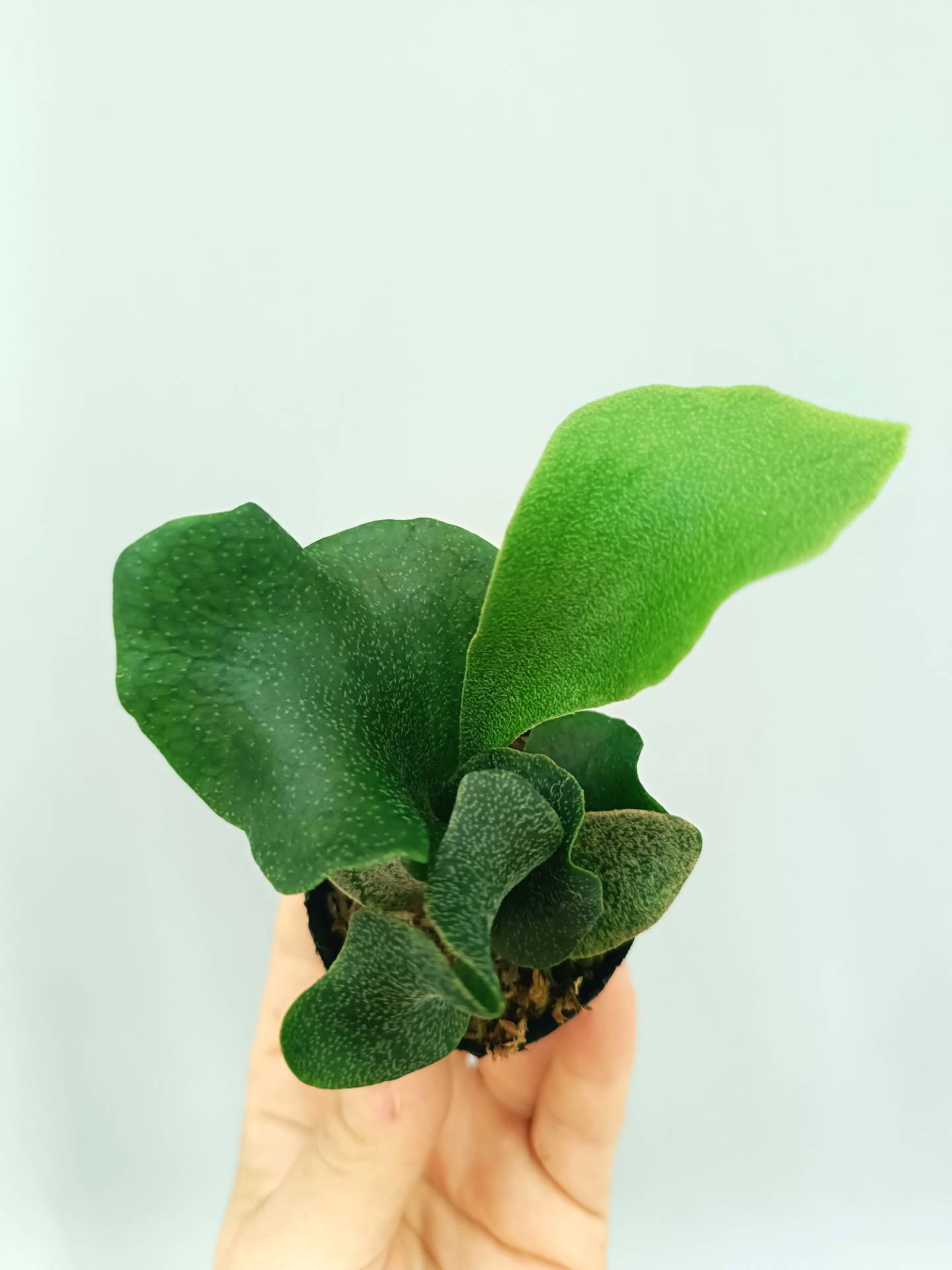 Platycerium FSQ 'White Windmill'