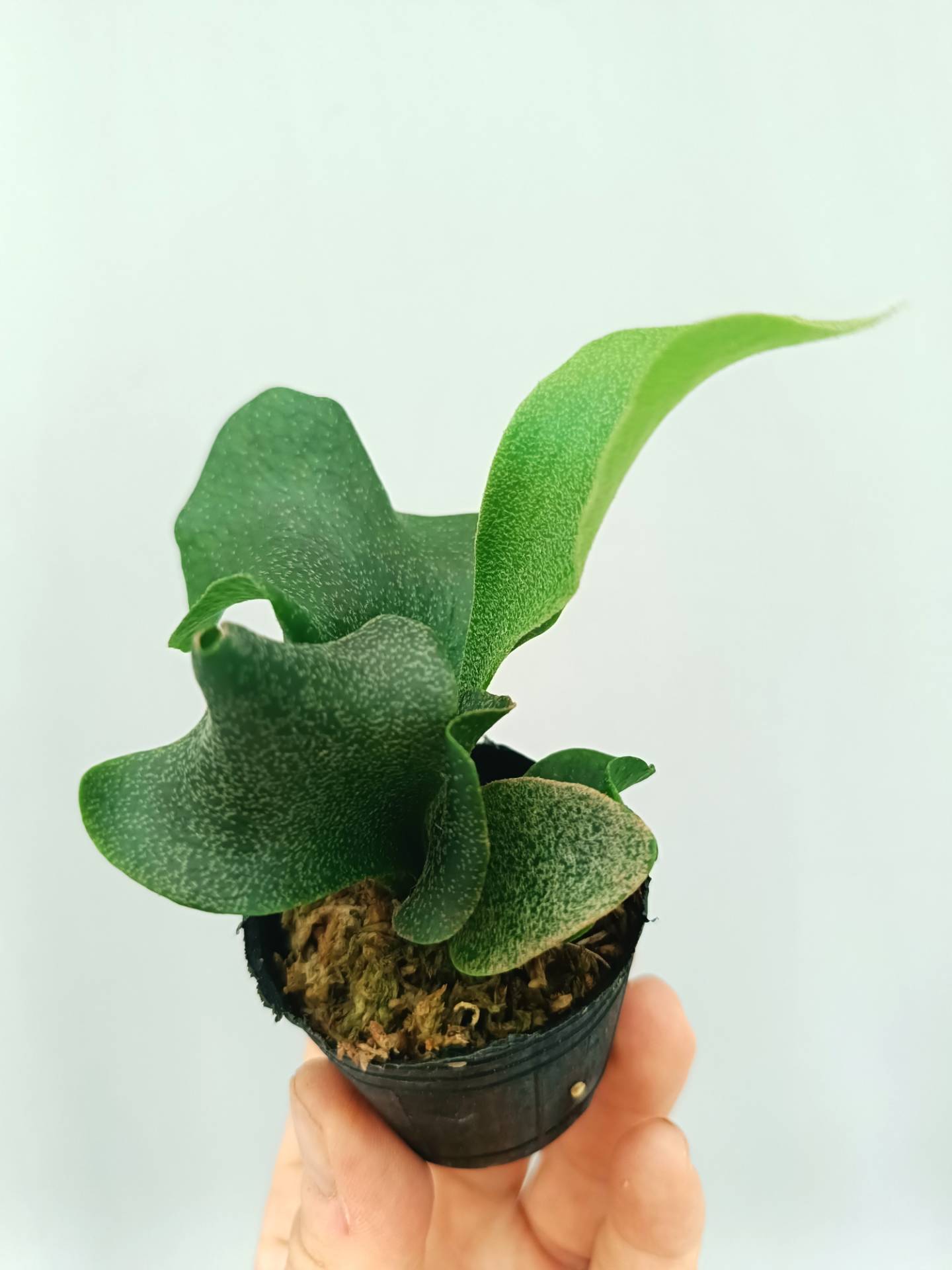 Platycerium FSQ 'White Windmill'