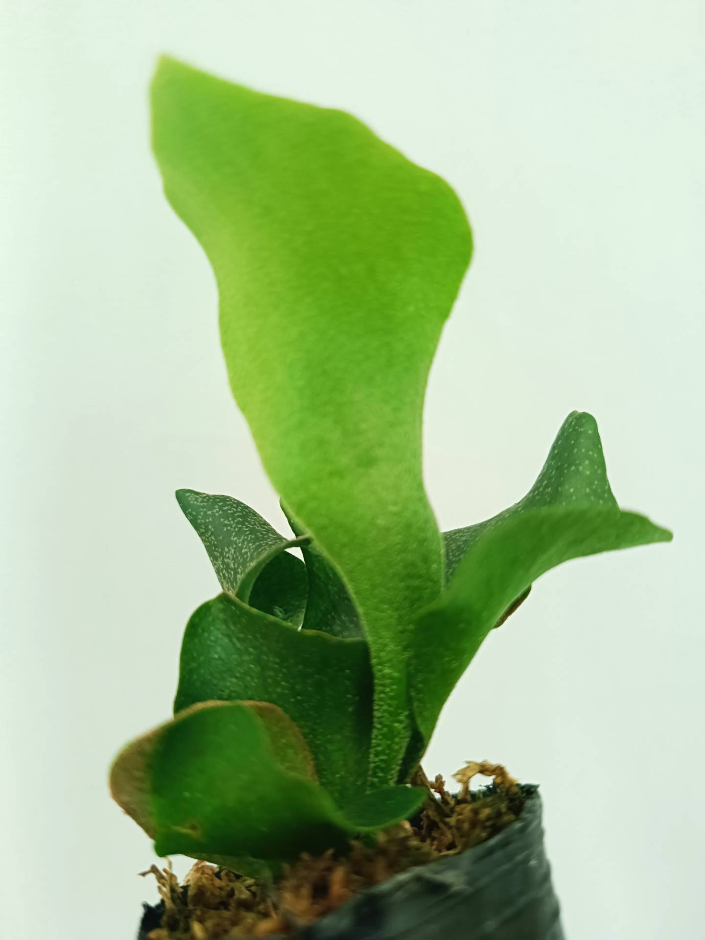 Platycerium FSQ 'White Windmill'