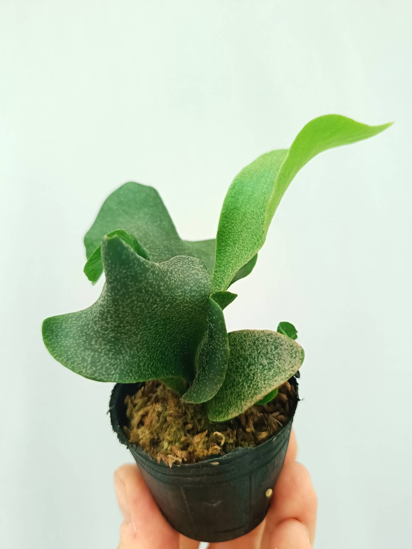 Platycerium FSQ 'White Windmill'