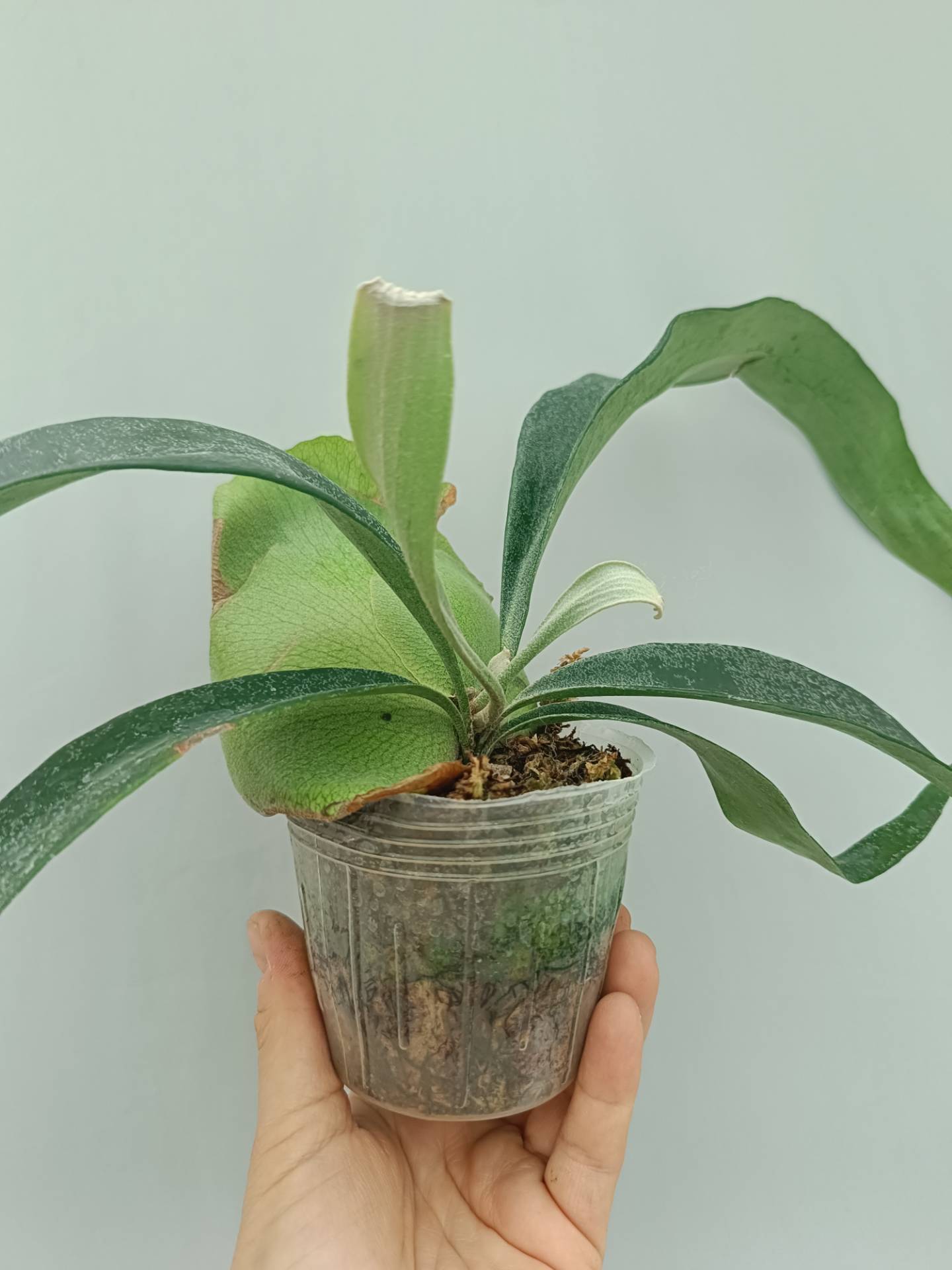 Platycerium Mt. Lewis x Bifurcatum