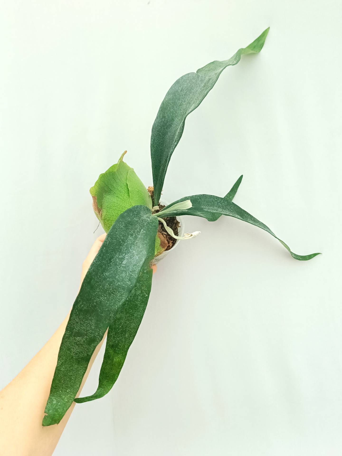 Platycerium Mt. Lewis x Bifurcatum