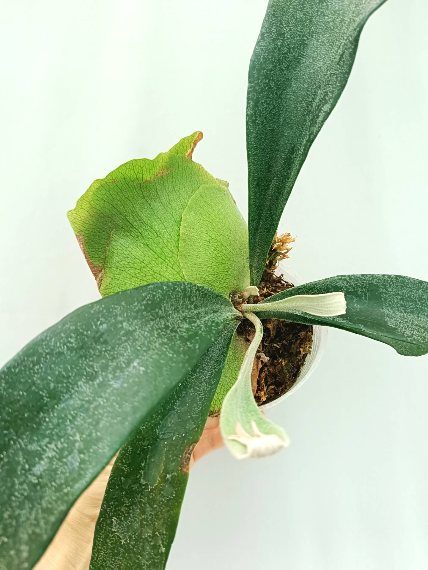 Platycerium Mt. Lewis x Bifurcatum