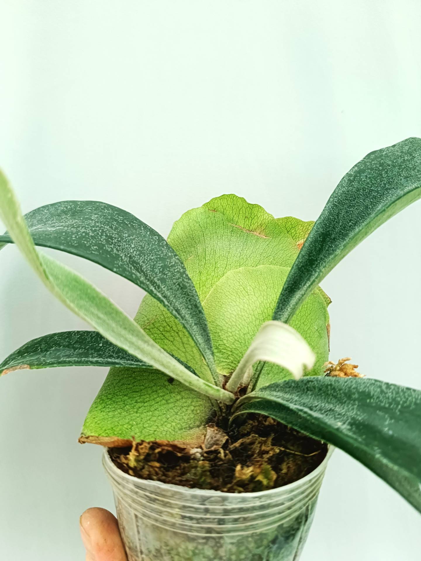 Platycerium Mt. Lewis x Bifurcatum