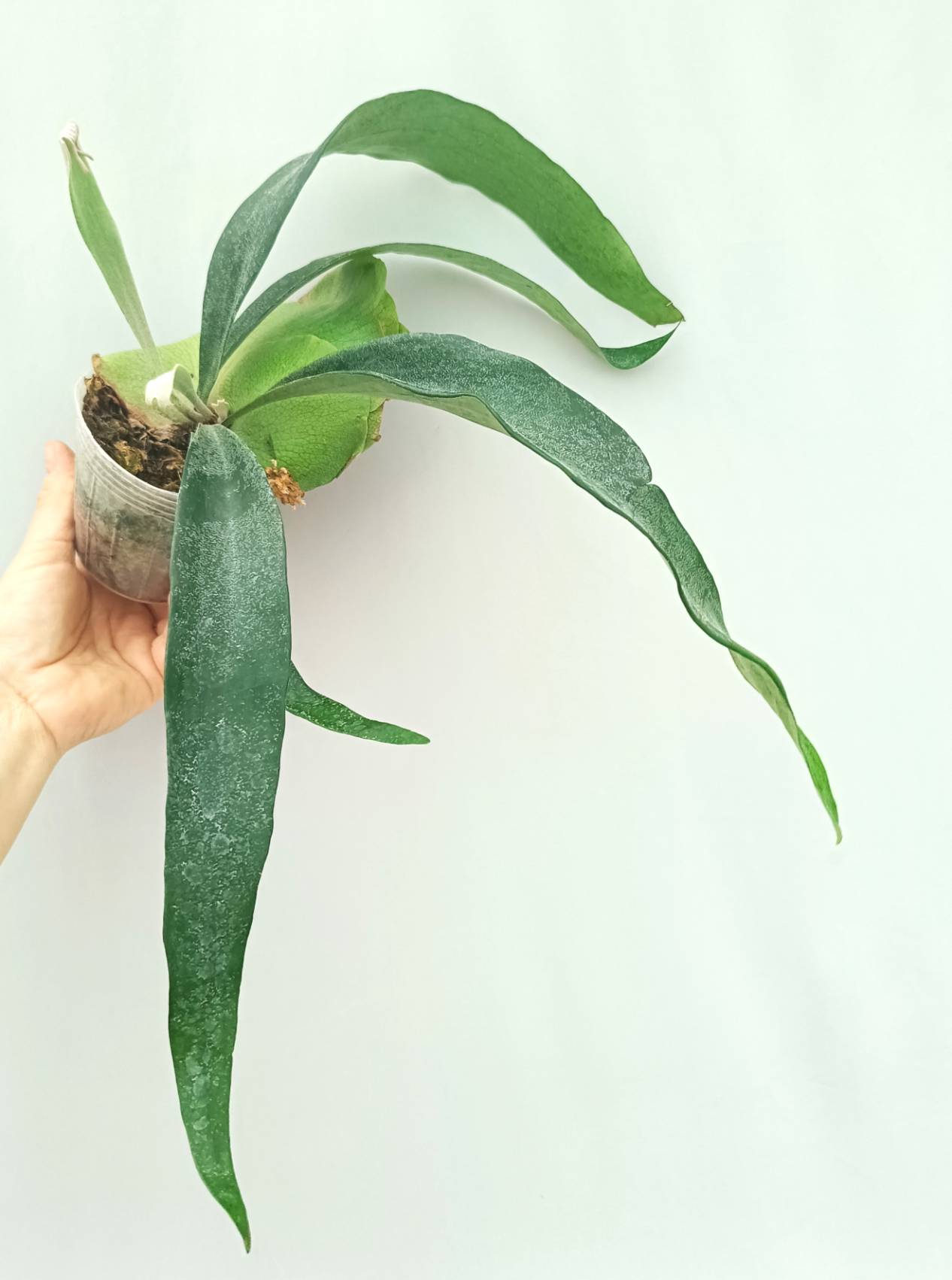 Platycerium Mt. Lewis x Bifurcatum