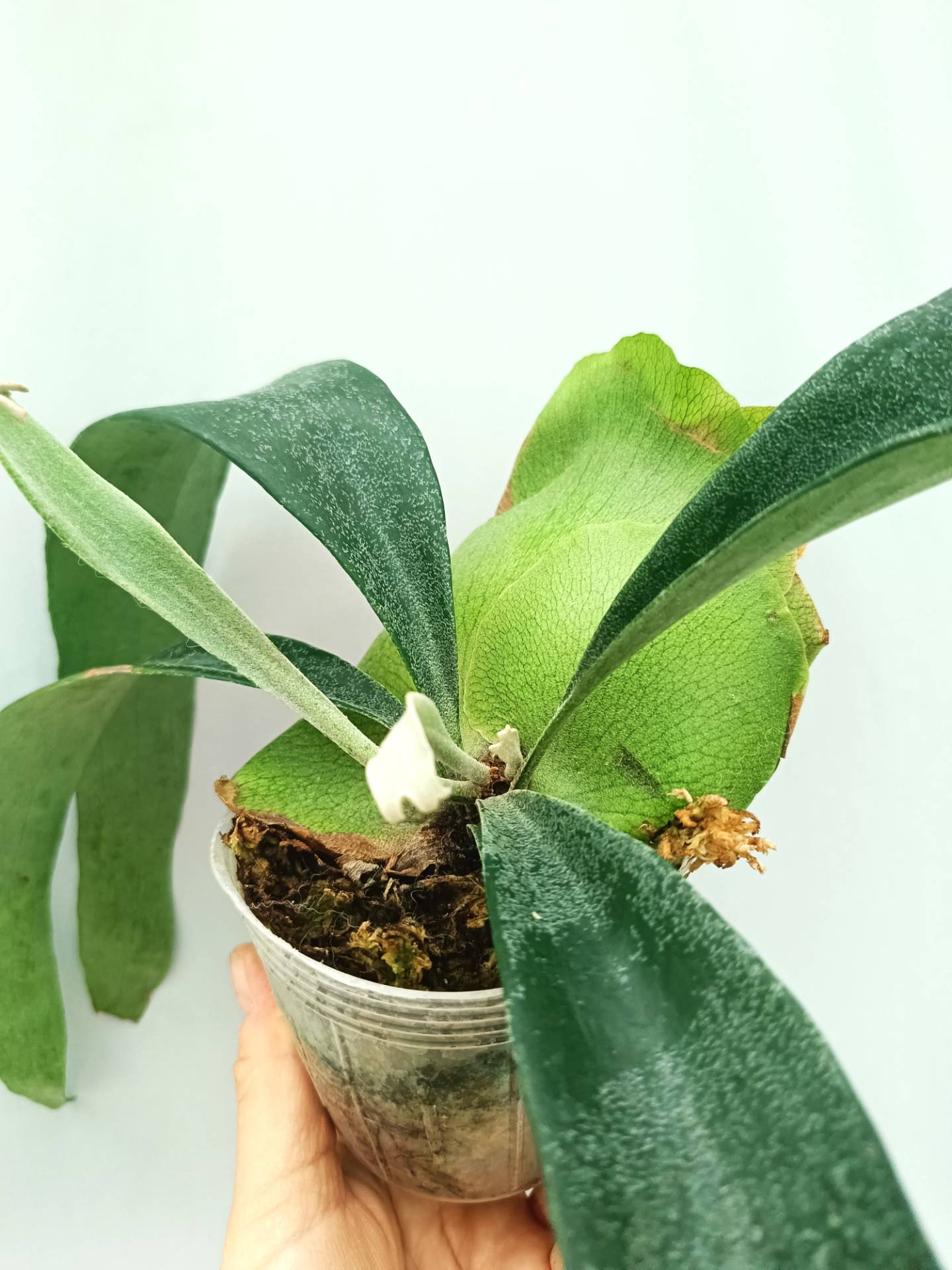 Platycerium Mt. Lewis x Bifurcatum