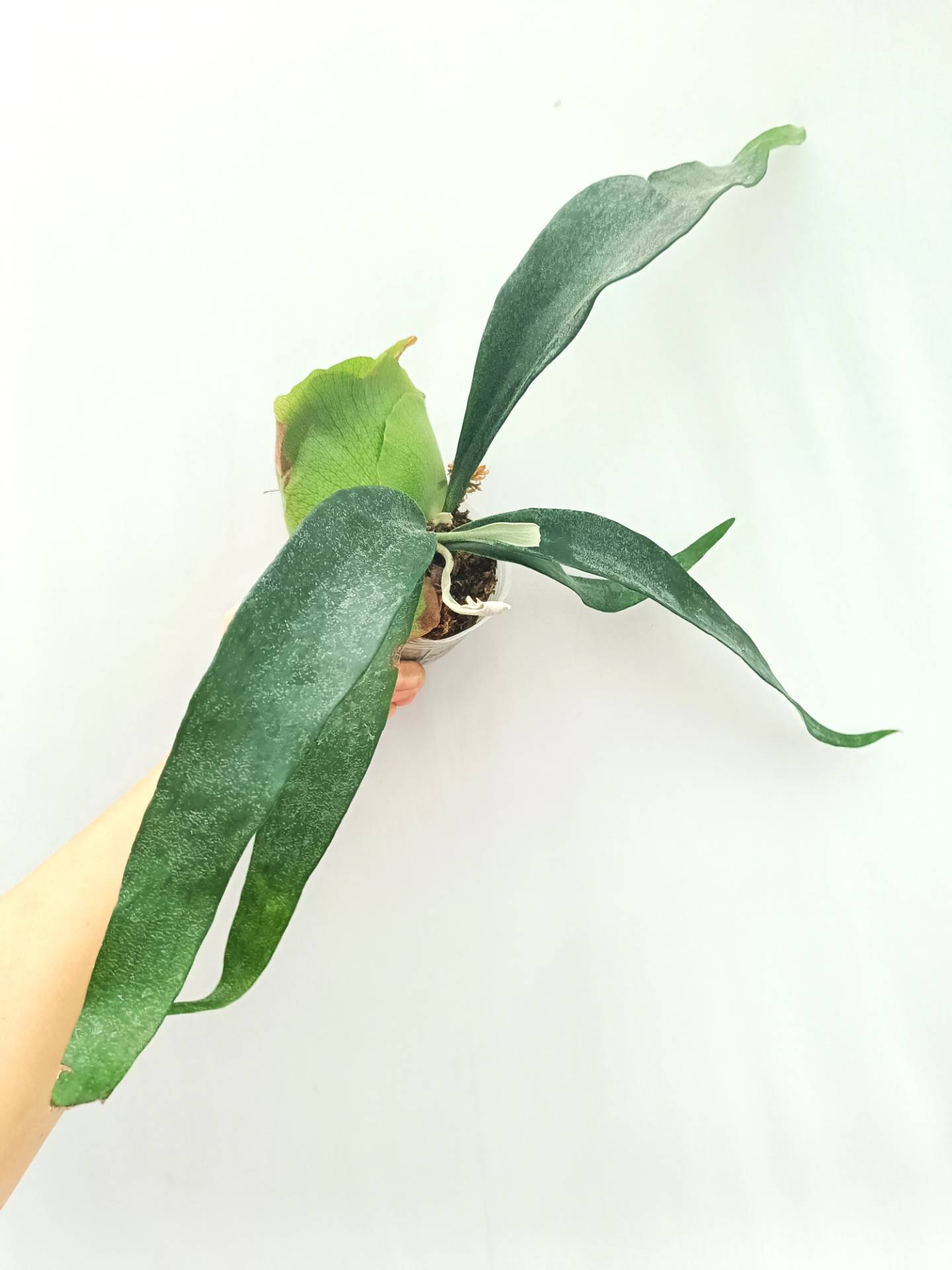 Platycerium Mt. Lewis x Bifurcatum