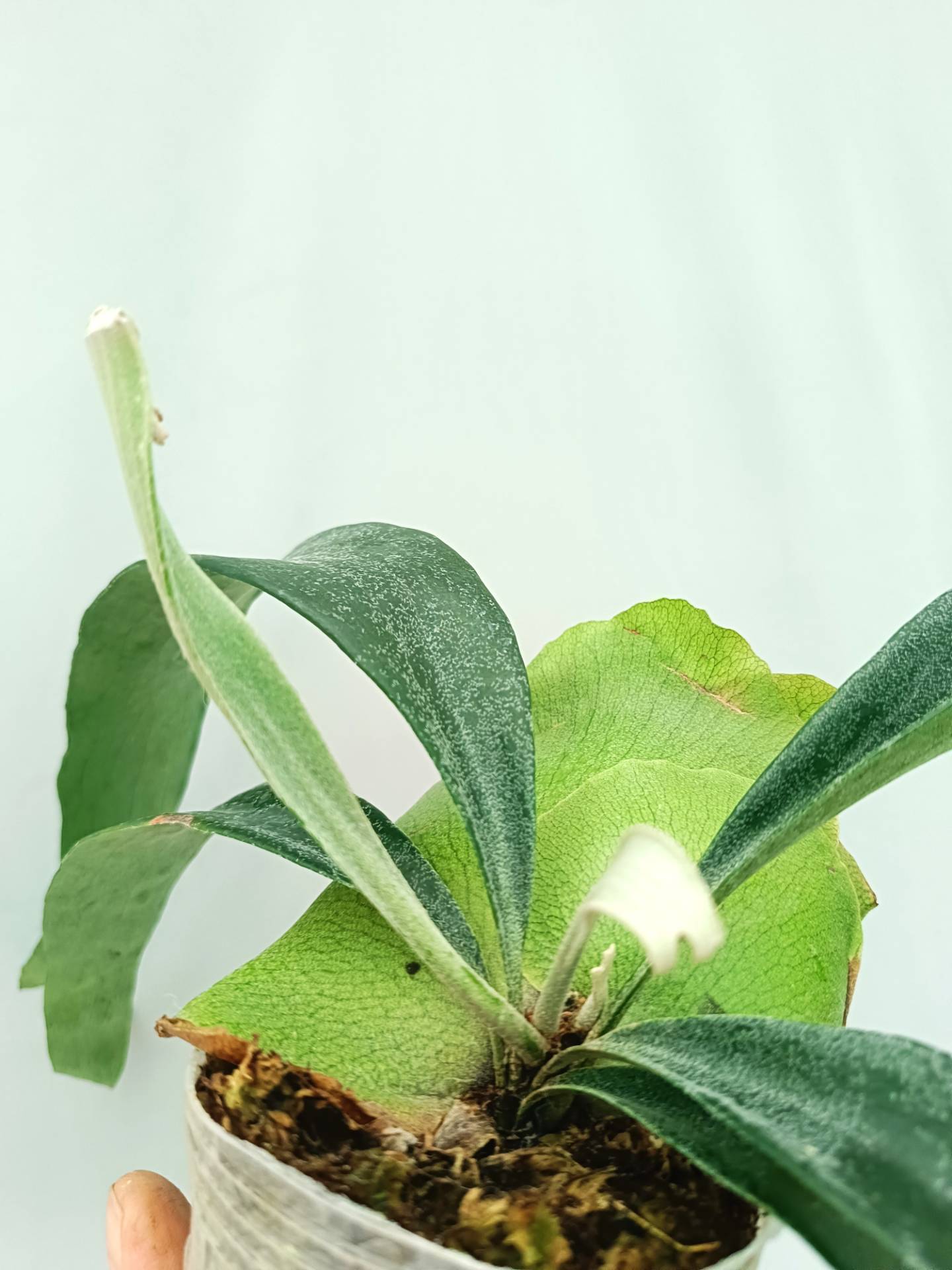 Platycerium Mt. Lewis x Bifurcatum