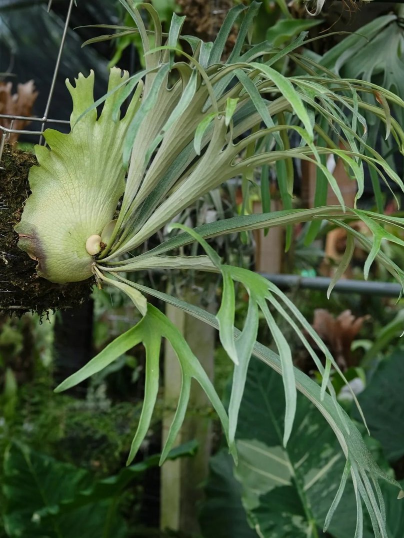 Platycerium Mt. Lewis x Bifurcatum