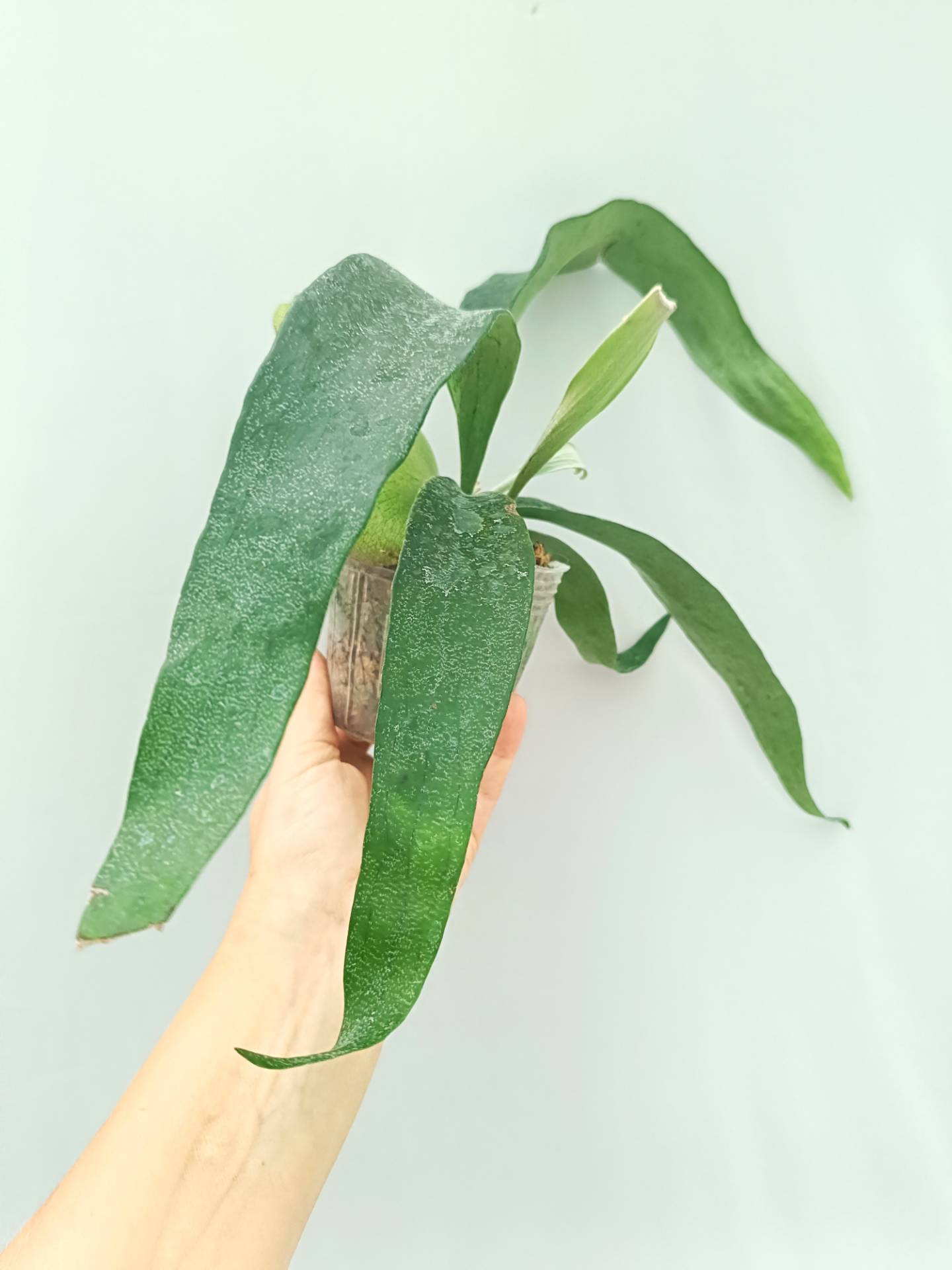 Platycerium Mt. Lewis x Bifurcatum