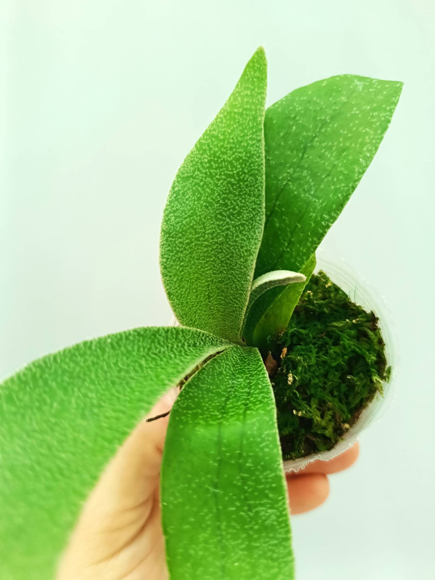 Platycerium Abigail (Rydeen x Veitchii High Finger)