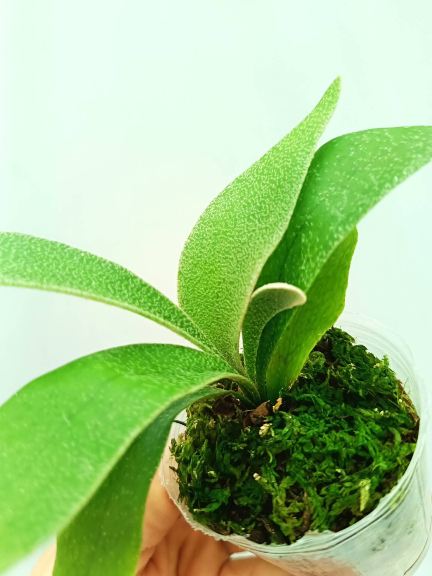 Platycerium Abigail (Rydeen x Veitchii High Finger