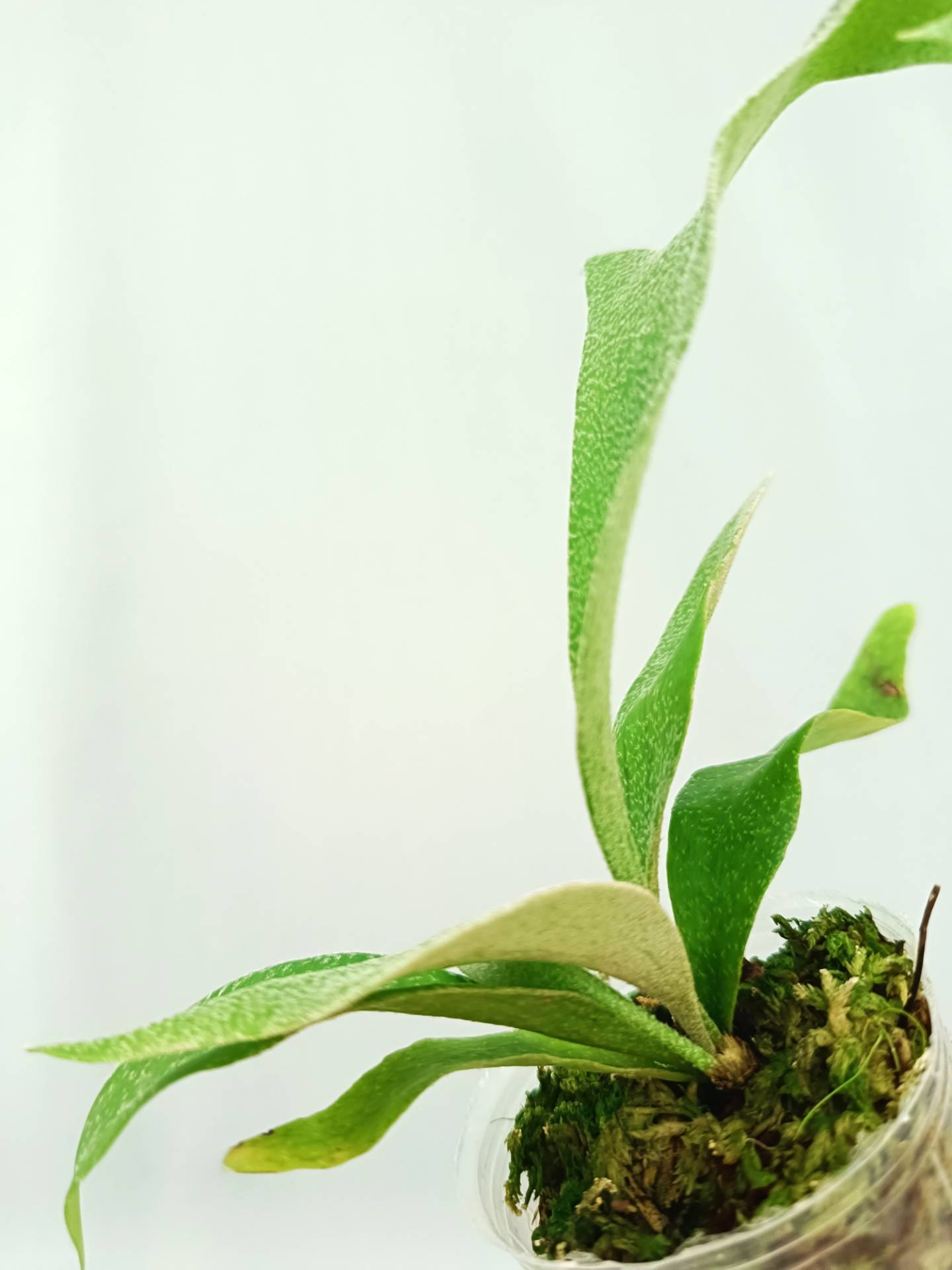 Platycerium Abigail (Rydeen x Veitchii High Finger