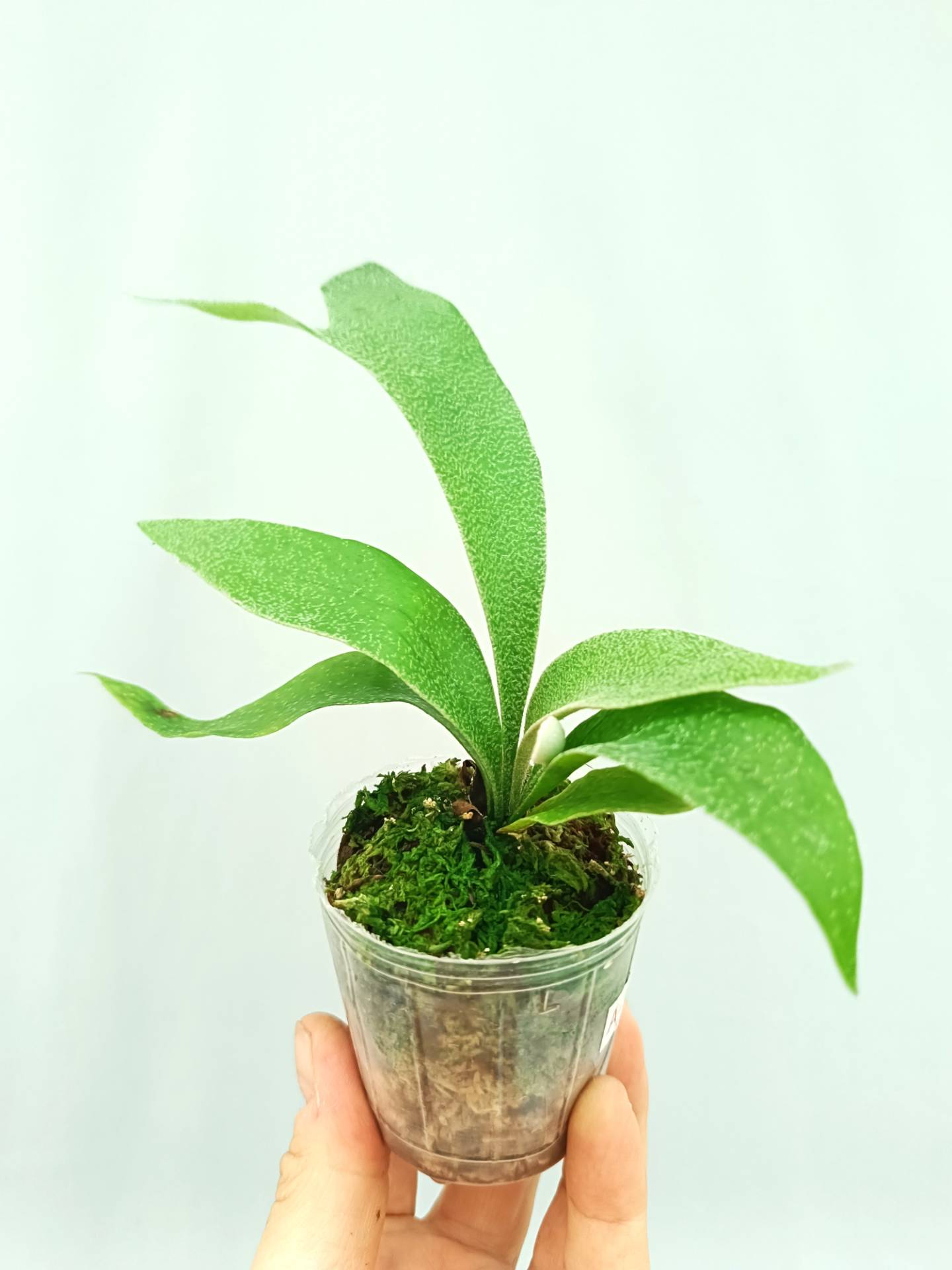 Platycerium Abigail (Rydeen x Veitchii High Finger)