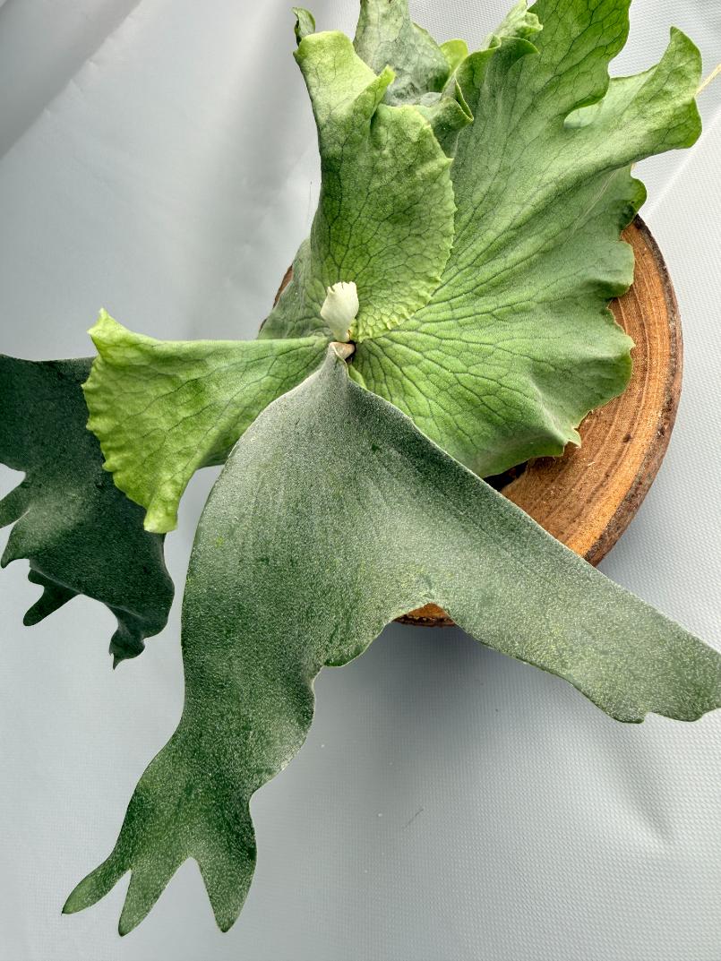 Platycerium SS Foong 2