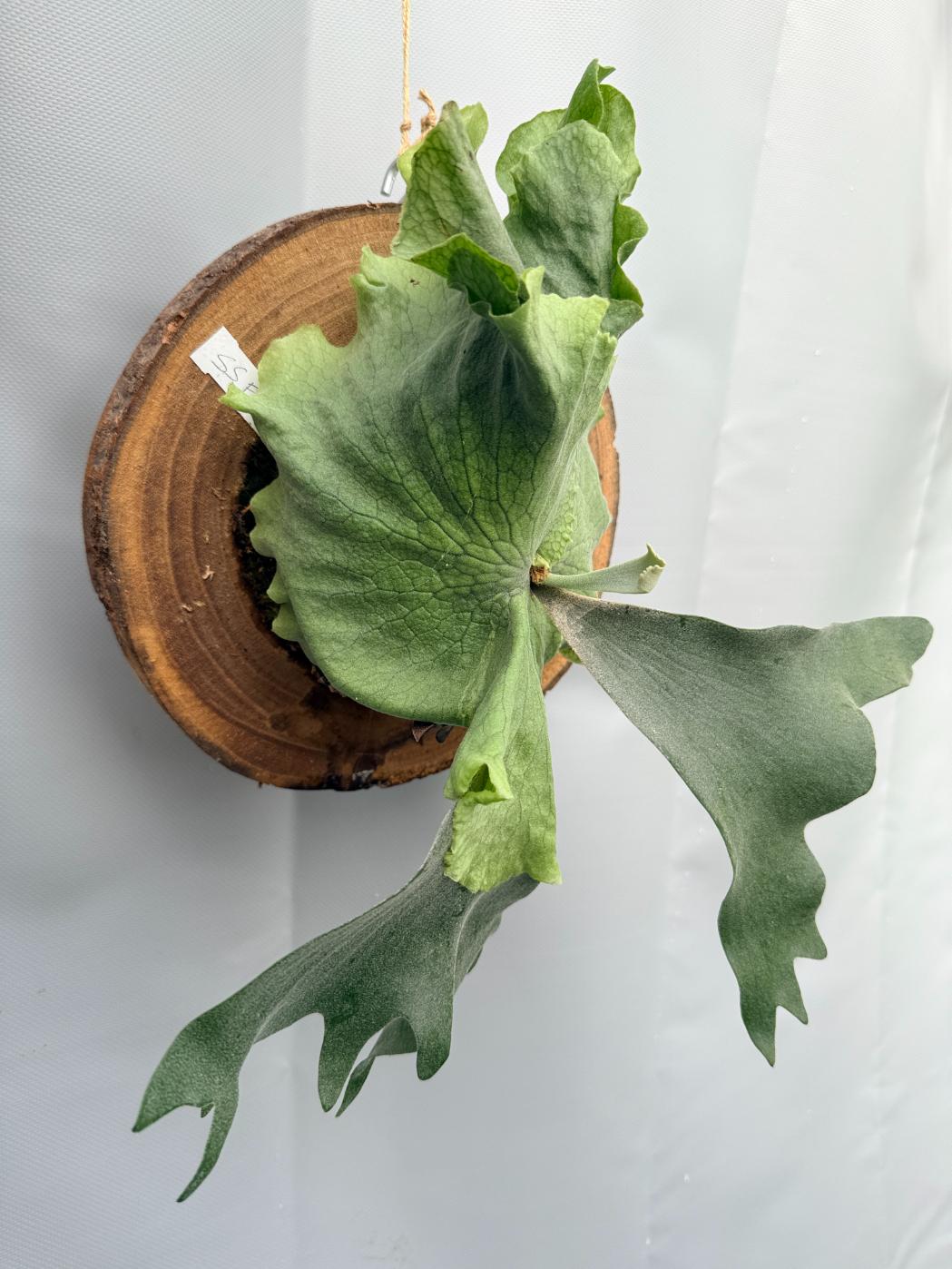 Platycerium SS Foong 8