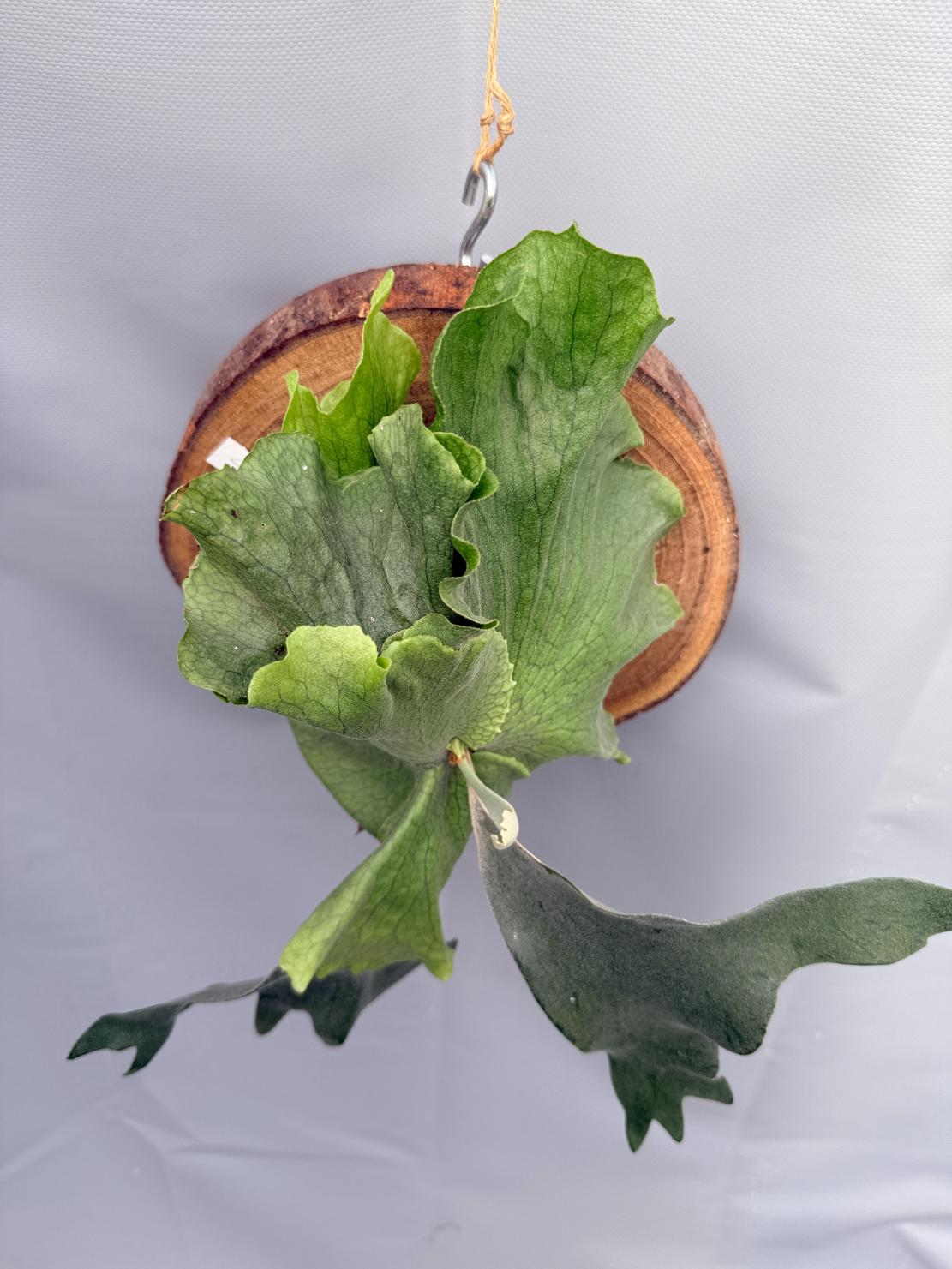 Platycerium SS Foong 9