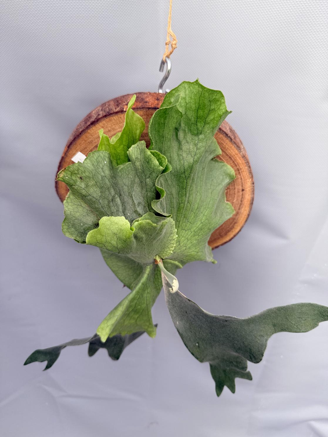 Platycerium SS Foong 10