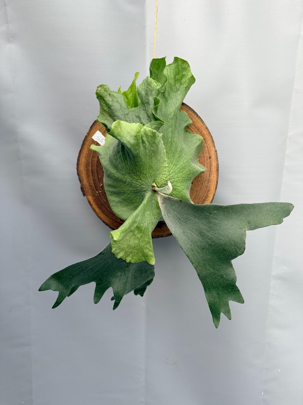 Platycerium SS Foong1