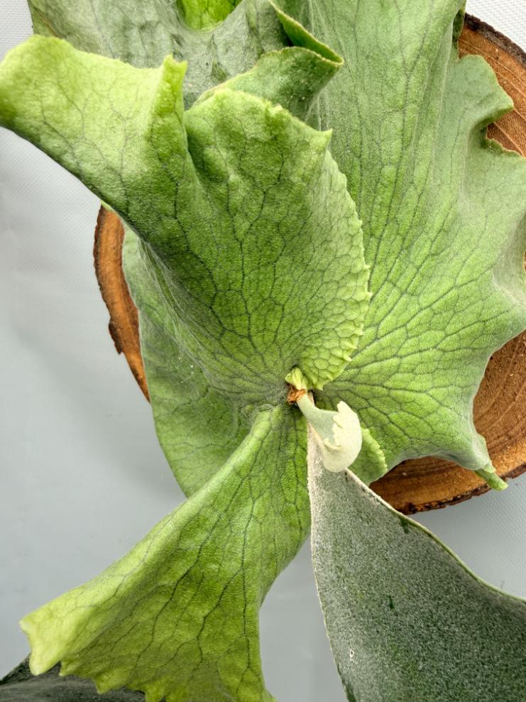Platycerium SS Foong 3