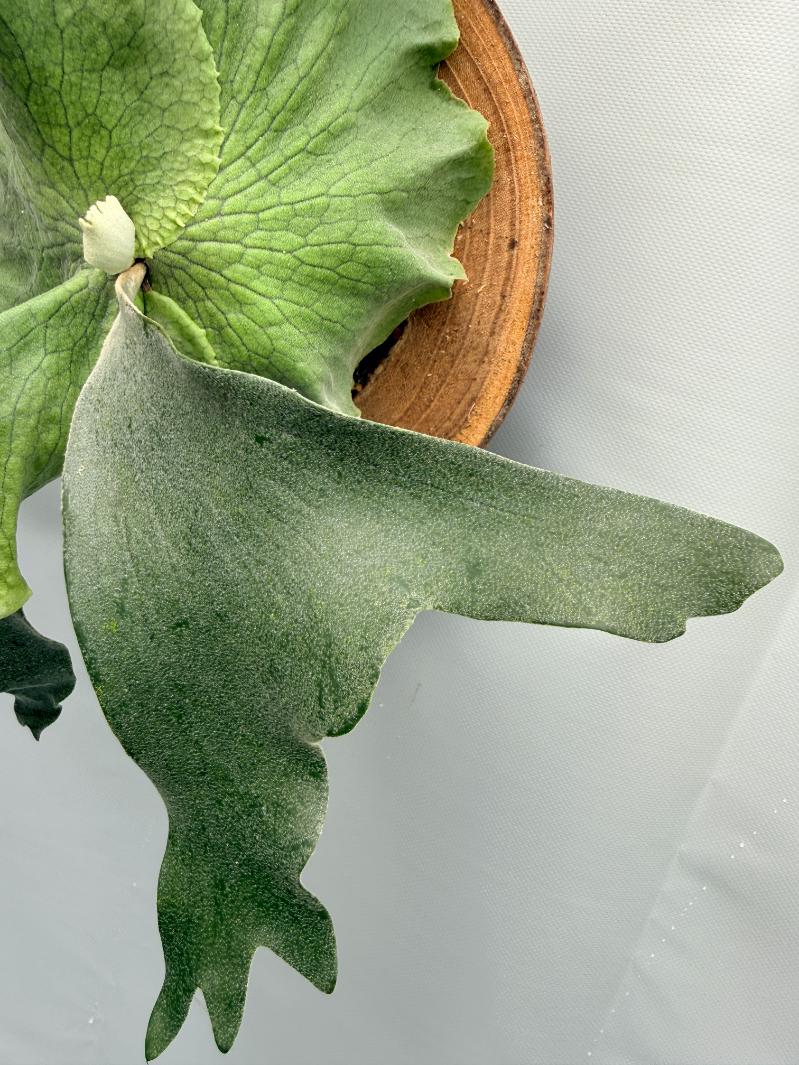 Platycerium SS Foong 4
