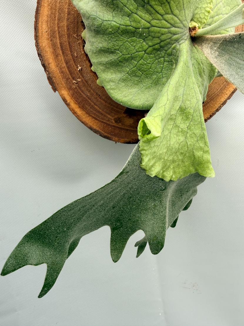 Platycerium SS Foong 5