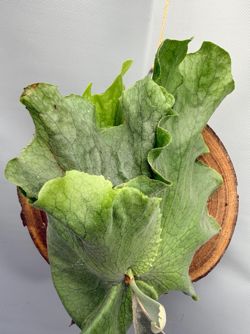 Platycerium SS Foong 6
