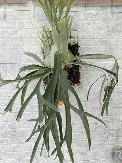 Platycerium &#39;Wolverine&#39;