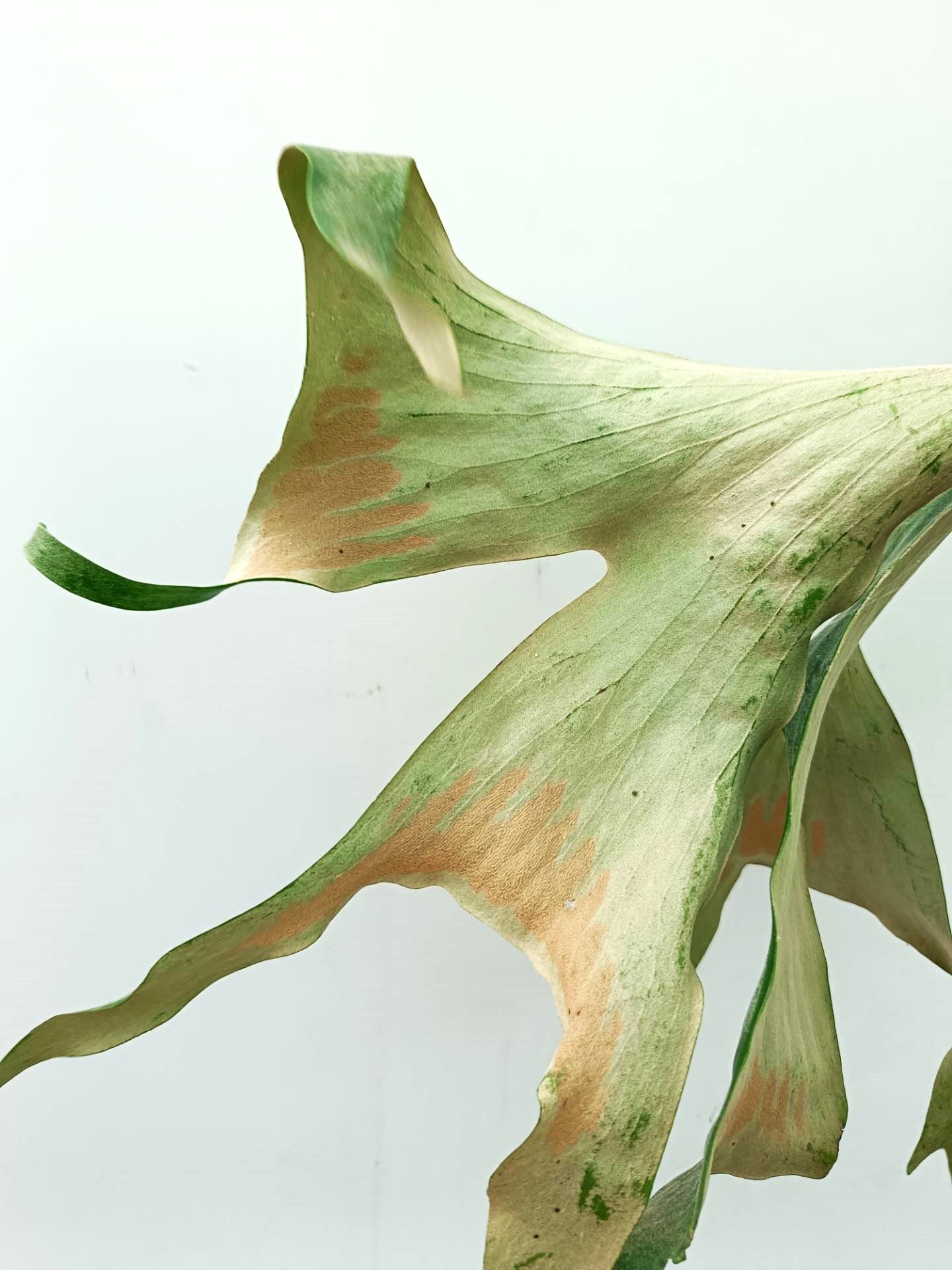 Platycerium Alcicorne x Elephantotis