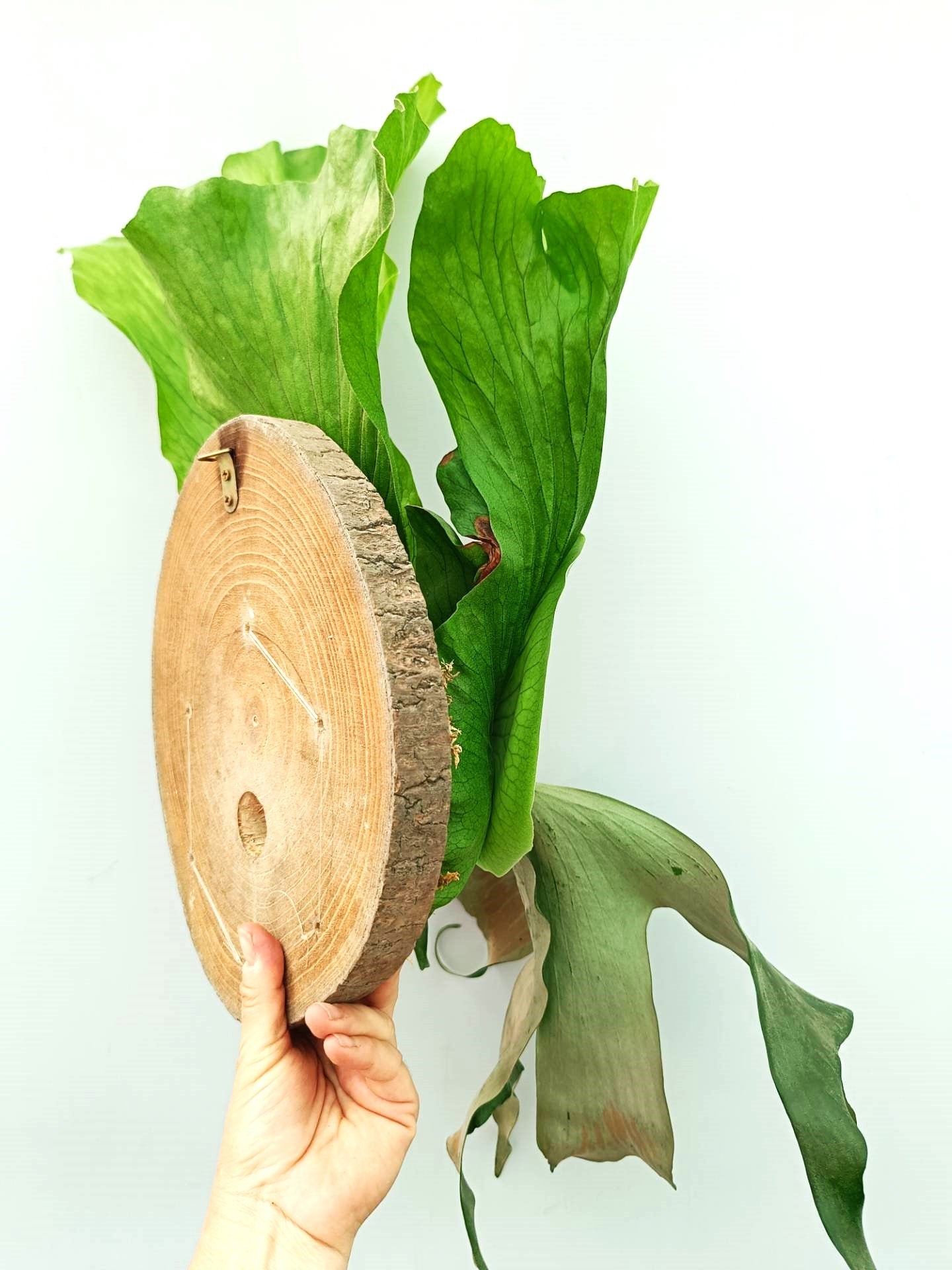 Platycerium Alcicorne x Elephantotis