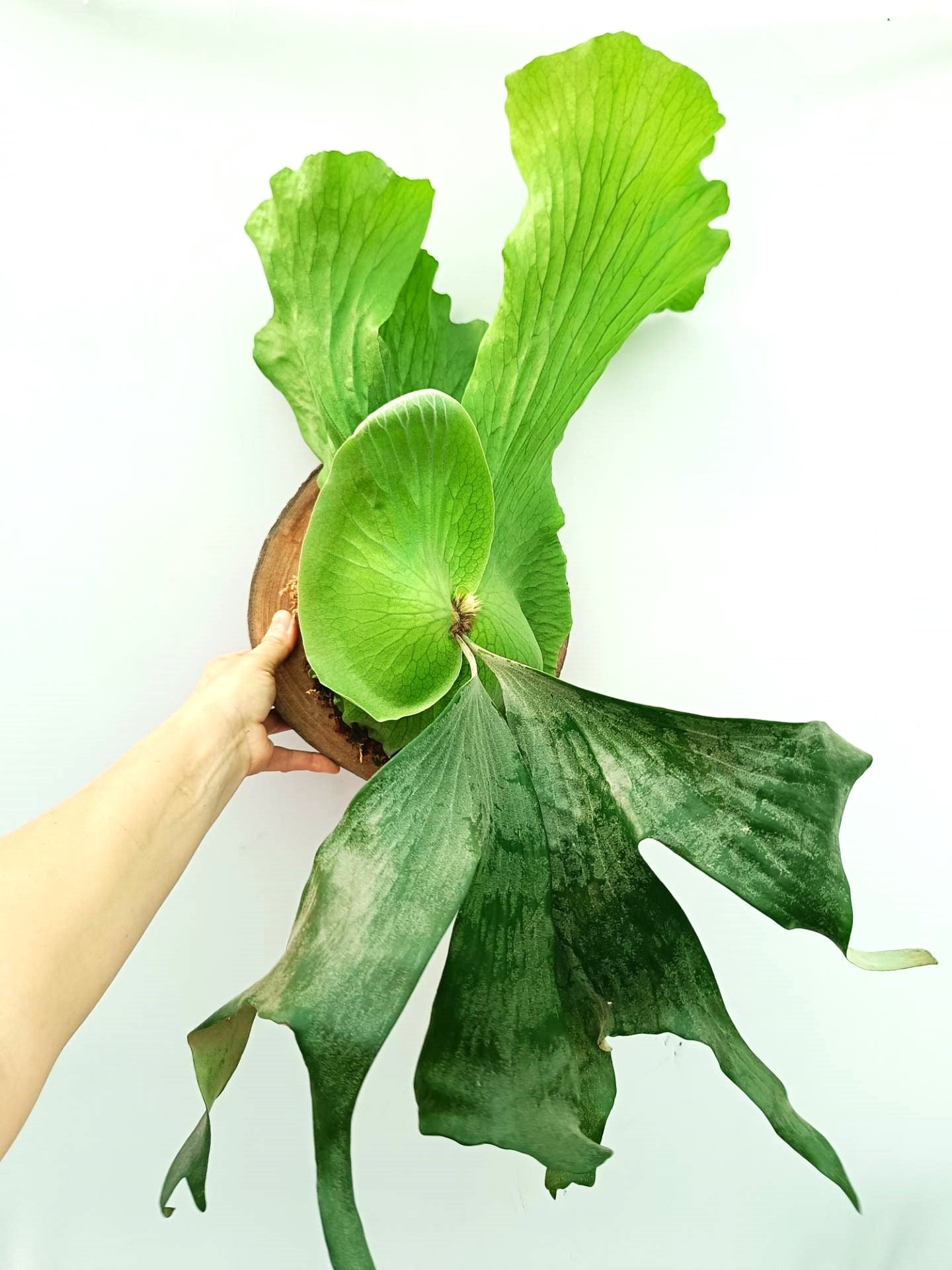 Platycerium Alcicorne x Elephantotis